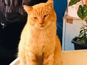 Gato raça SRD idade 1 ano nome Alemão