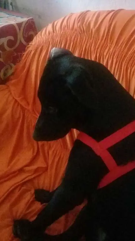 Cachorro ra a Mistiço idade 2 anos nome Black