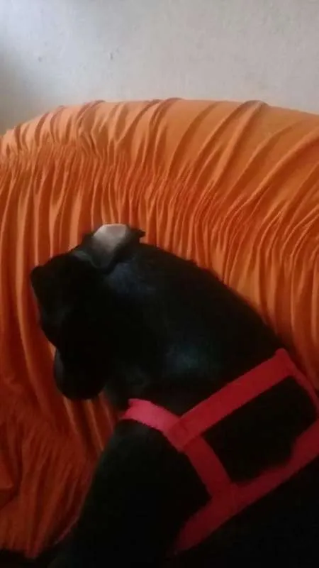 Cachorro ra a Mistiço idade 2 anos nome Black