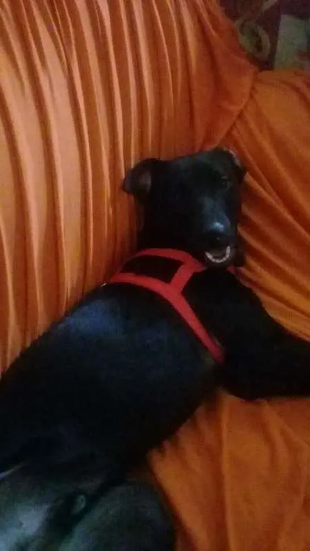 Cachorro ra a Mistiço idade 2 anos nome Black