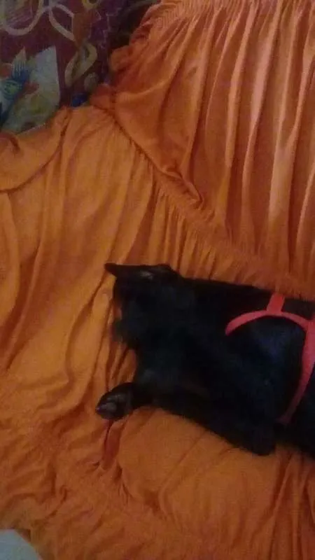 Cachorro ra a Mistiço idade 2 anos nome Black