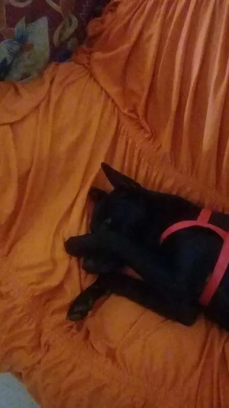 Cachorro ra a Mistiço idade 2 anos nome Black