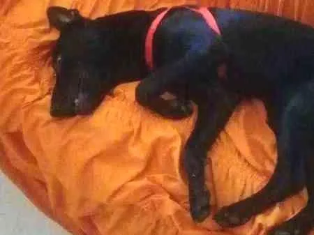 Cachorro ra a Mistiço idade 2 anos nome Black