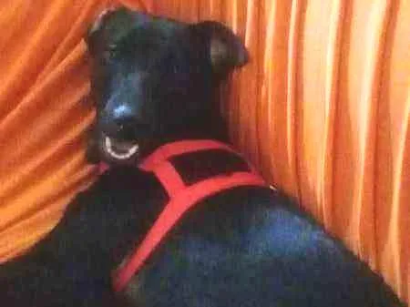 Cachorro ra a Mistiço idade 2 anos nome Black