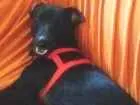Cachorro raça Mistiço idade 2 anos nome Black
