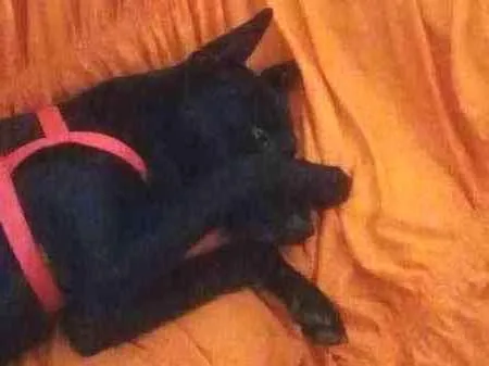 Cachorro ra a Mistiço idade 2 anos nome Black