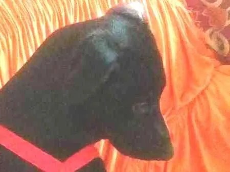 Cachorro ra a Mistiço idade 2 anos nome Black