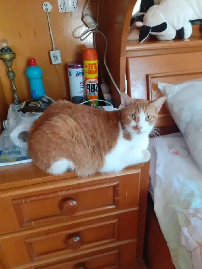 Gato ra a SRD idade 2 anos nome Pacoquinha