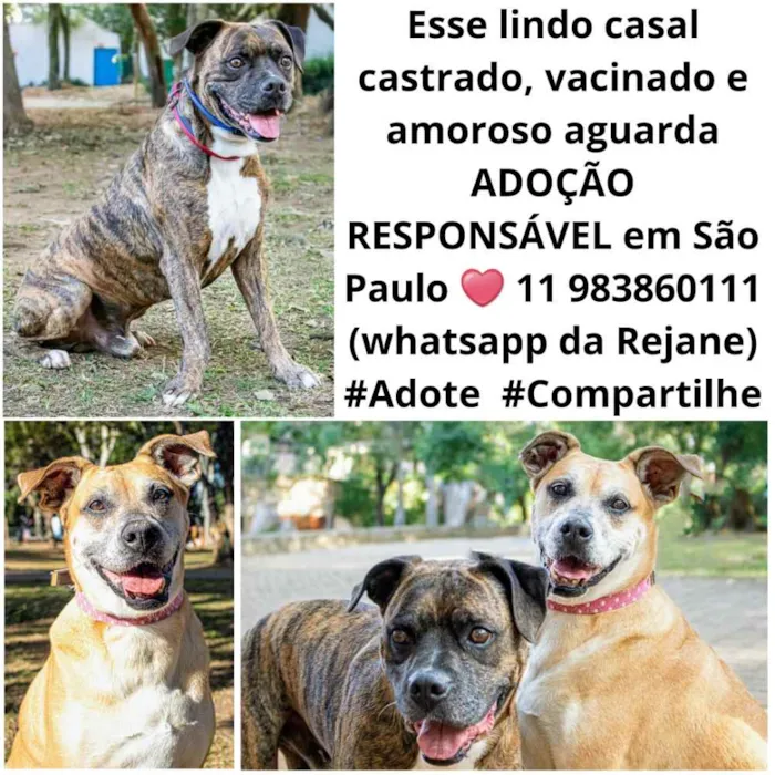 Cachorro ra a  idade 4 anos nome Lindo Casal 