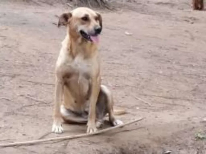 Cachorro ra a Mestiça de labrador idade 1 ano nome Olívia