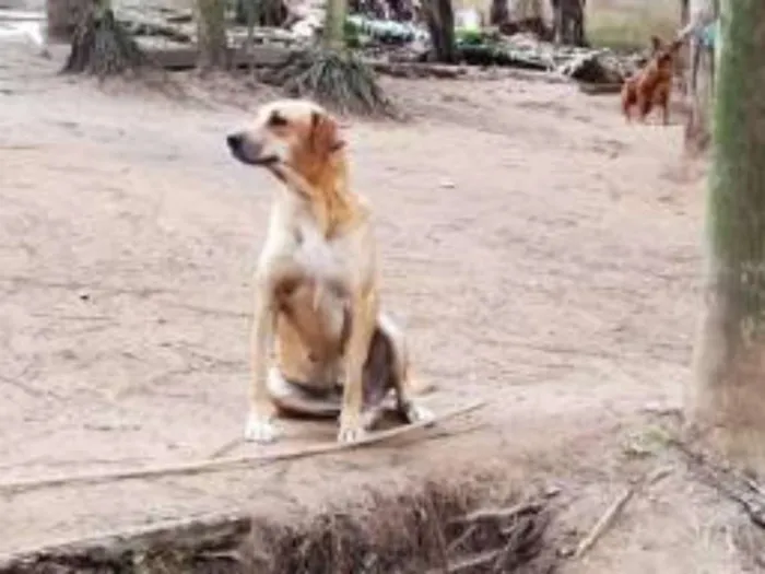 Cachorro ra a Mestiça de labrador idade 1 ano nome Olívia