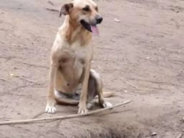 Cachorro ra a Mestiça de labrador idade 1 ano nome Olívia