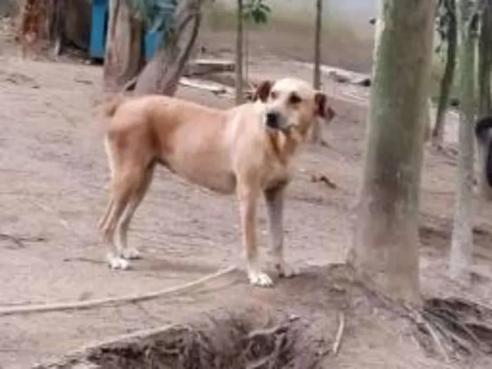 Cachorro ra a Mestiça de labrador idade 1 ano nome Olívia