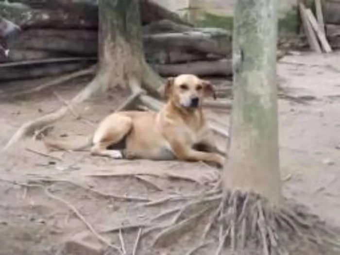Cachorro ra a Mestiça de labrador idade 1 ano nome Olívia
