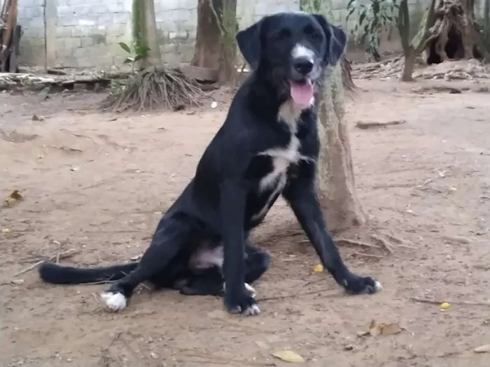 Cachorro ra a Srd idade 1 ano nome Whisky