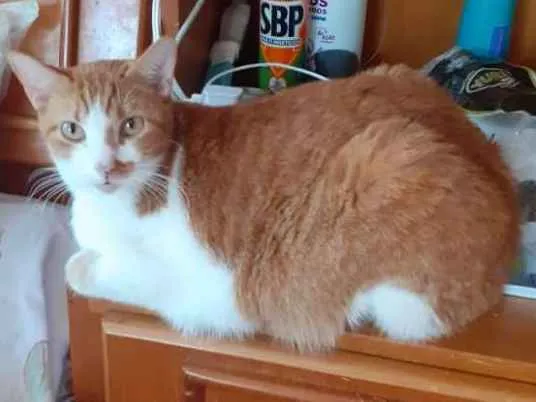 Gato ra a SRD idade 2 anos nome Pacoquinha