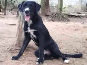 Cachorro raça Srd idade 1 ano nome Whisky