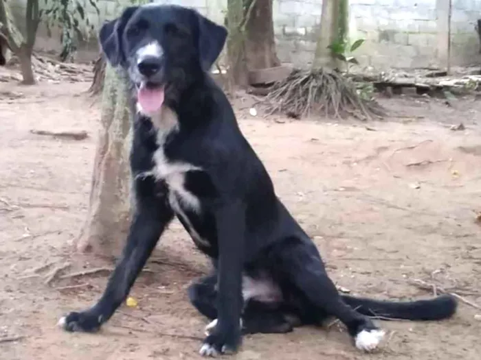 Cachorro ra a Srd idade 1 ano nome Whisky