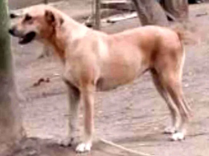 Cachorro ra a Mestiça de labrador idade 1 ano nome Olívia
