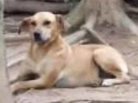 Cachorro ra a Mestiça de labrador idade 1 ano nome Olívia