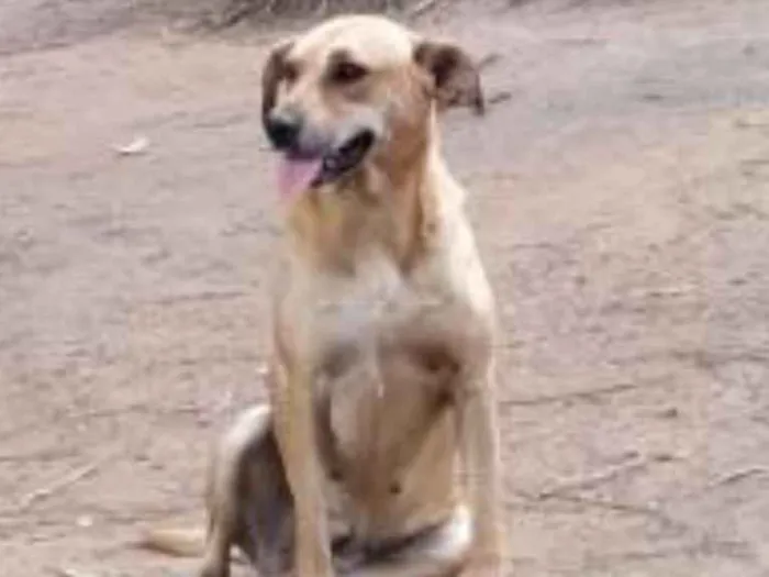 Cachorro ra a Mestiça de labrador idade 1 ano nome Olívia
