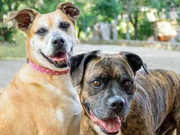 Cachorro ra a  idade 4 anos nome Lindo Casal 