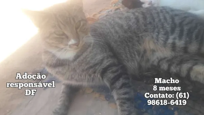 Gato ra a SRD idade 7 a 11 meses nome Branco