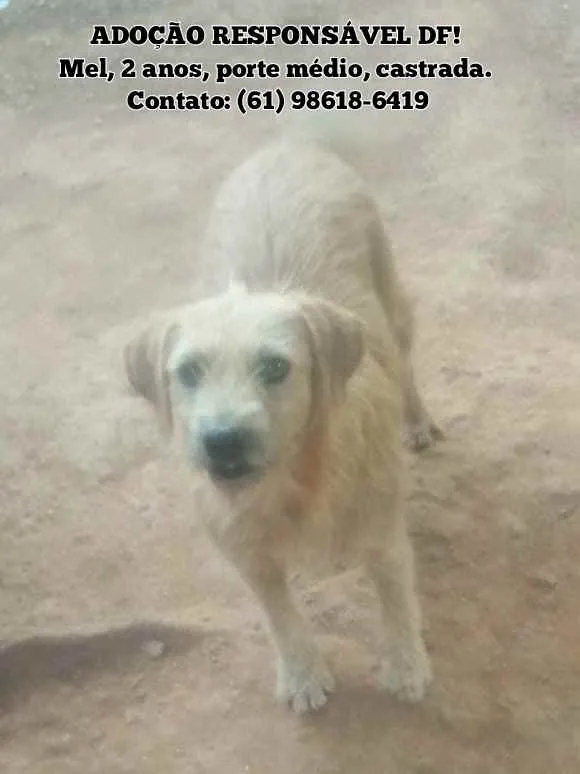 Cachorro ra a SRD idade 2 anos nome Mel
