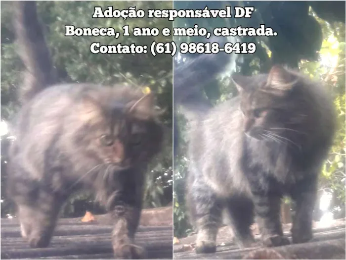 Gato ra a SRD idade 1 ano nome Boneca