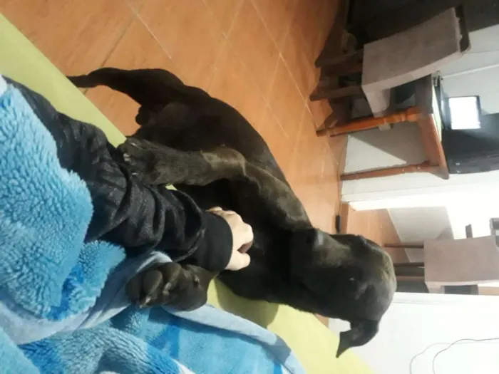 Cachorro ra a SRD idade 1 ano nome Gui