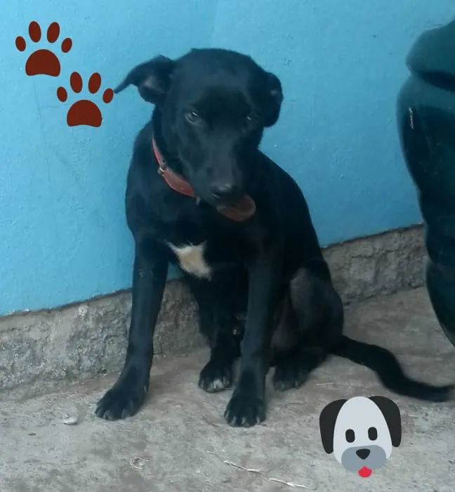 Cachorro ra a Srd idade 2 a 6 meses nome Black