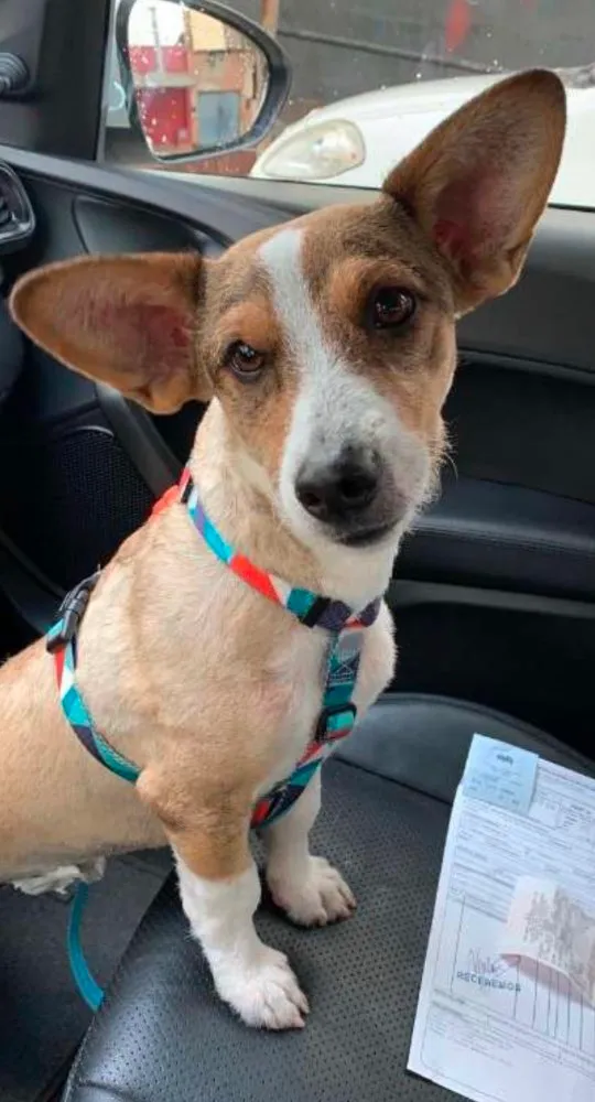 Cachorro ra a Corgi  idade 7 a 11 meses nome Clarinha 