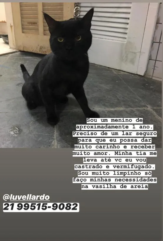 Gato raça  idade 1 ano nome Negão