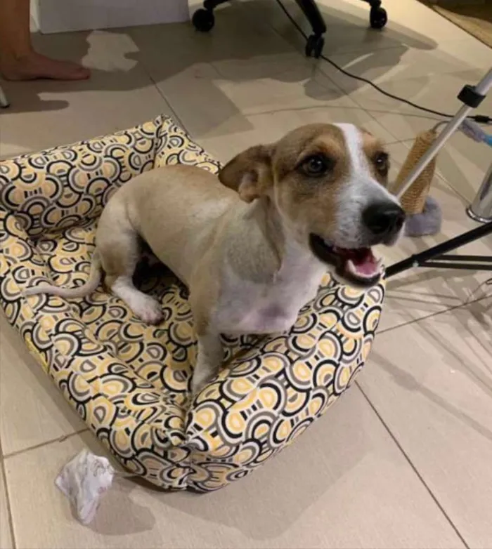 Cachorro ra a Corgi  idade 7 a 11 meses nome Clarinha 