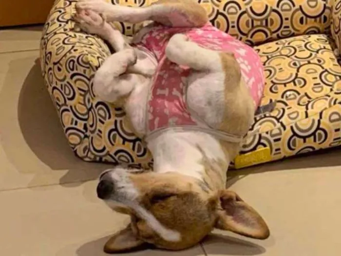 Cachorro ra a Corgi  idade 7 a 11 meses nome Clarinha 