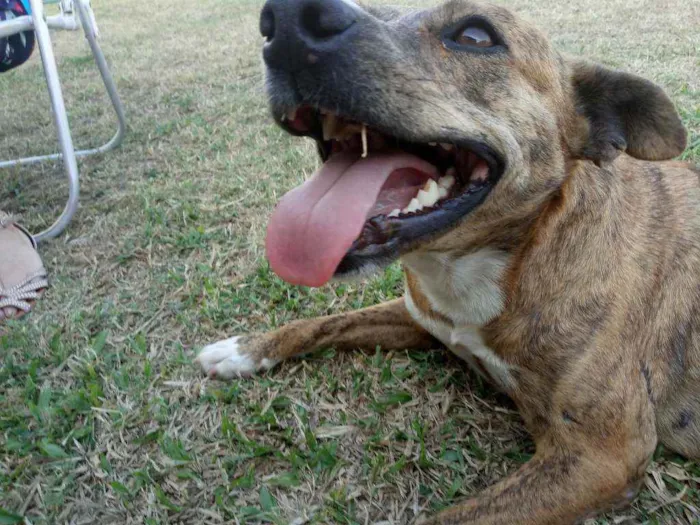 Cachorro ra a Indefinida idade 5 anos nome Meg