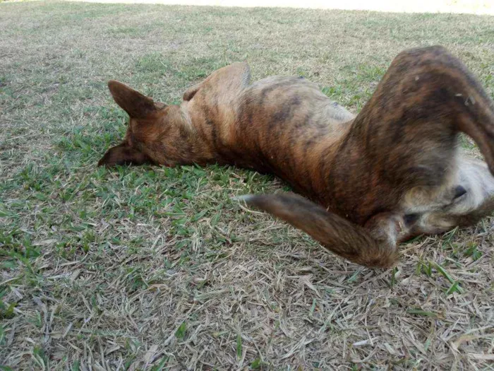 Cachorro ra a Indefinida idade 5 anos nome Meg