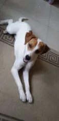 Perola