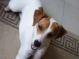 Perola