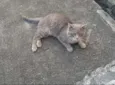 Pierre