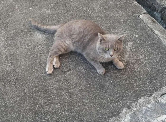 Gato ra a SRD idade 1 ano nome Pierre