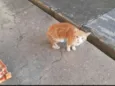 Simba
