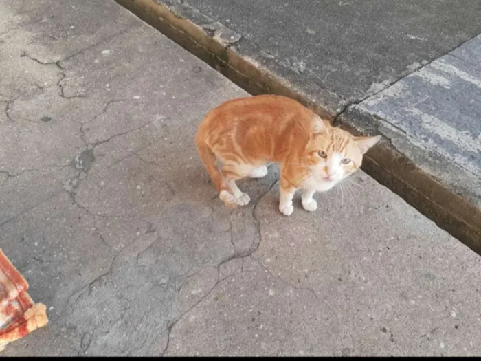 Gato ra a SRD idade 1 ano nome Simba