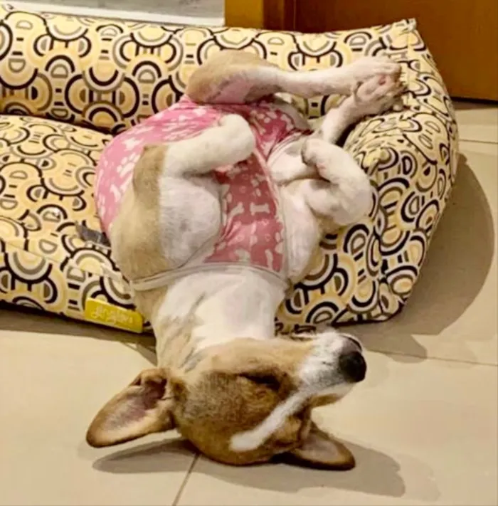 Cachorro ra a Corgi  idade 7 a 11 meses nome Clarinha 