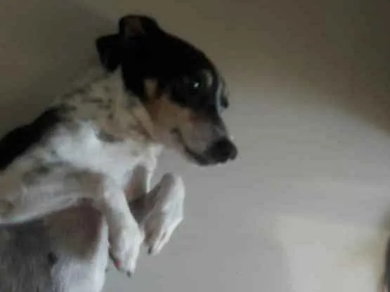 Cachorro ra a Fox paulistinha com Basset idade 6 ou mais anos nome Bolinha