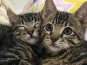 Gato raça SRD idade 2 a 6 meses nome Sem nome