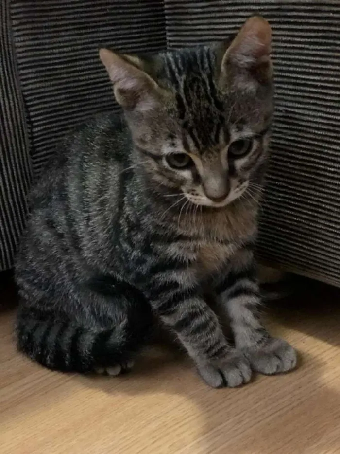 Gato ra a SRD idade 2 a 6 meses nome Sem nome