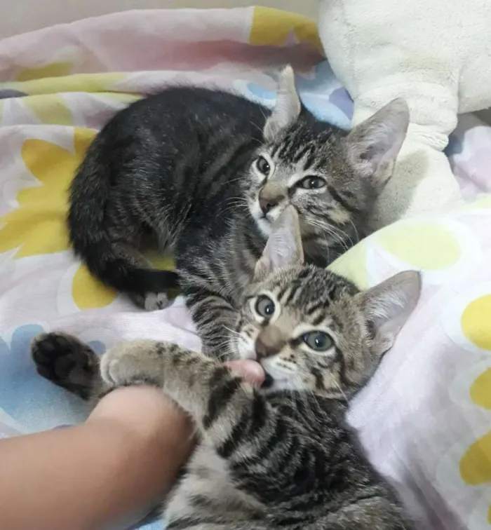 Gato ra a SRD idade 2 a 6 meses nome Sem nome