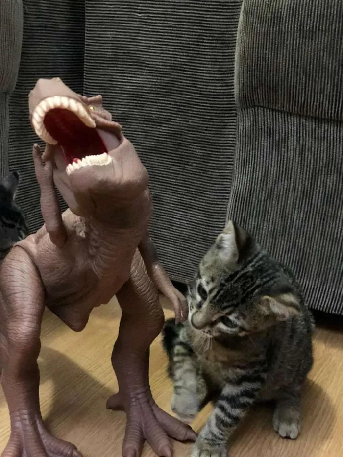 Gato ra a SRD idade 2 a 6 meses nome Sem nome