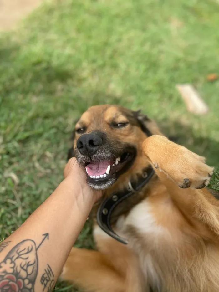 Cachorro ra a Vira-Lata + Border Collie idade 1 ano nome Fiel